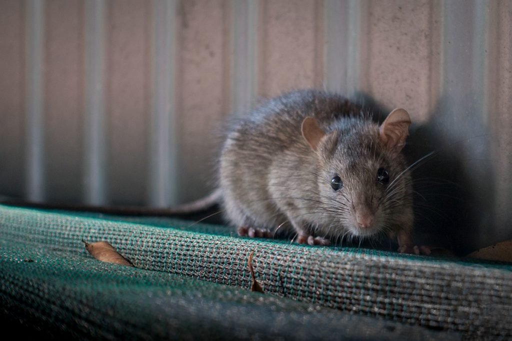 Hantavirus Explained Frontlines Media