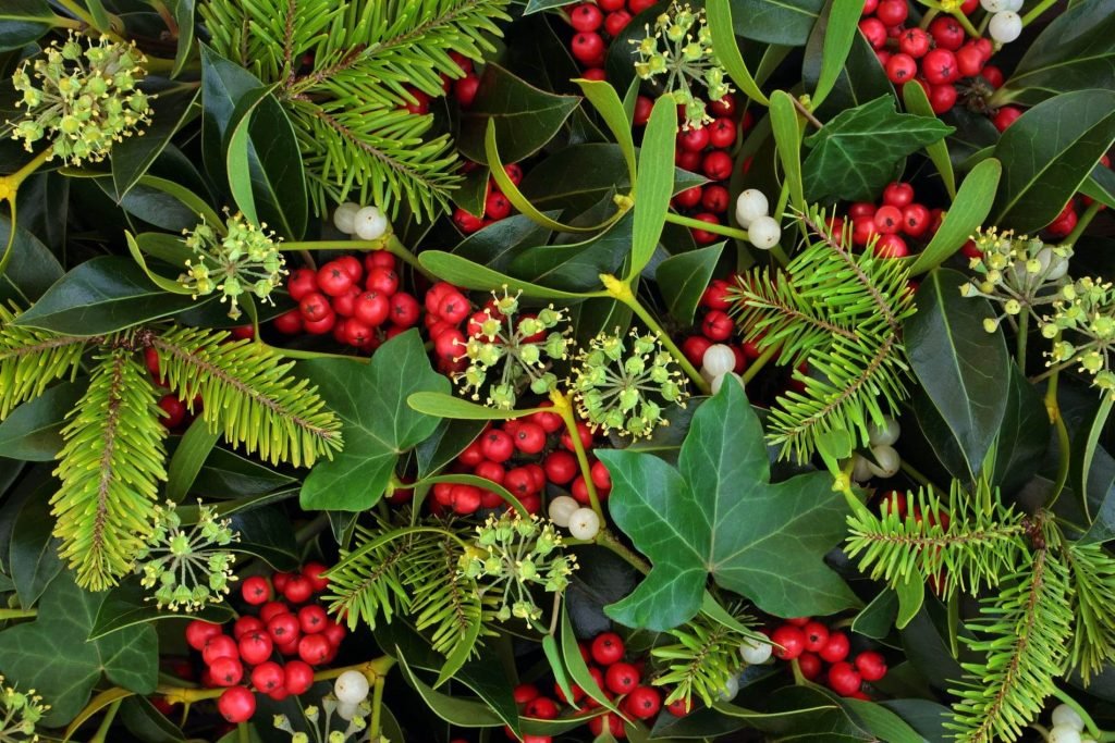 Mistletoe and Holly